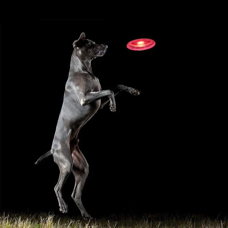 Flying Disk Dog Toy